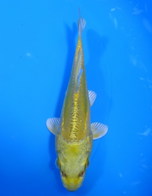 錦屋養鯉場 　大鱗  黄金　13cm 　錦屋養鯉場 　錦鯉販売　通信販売