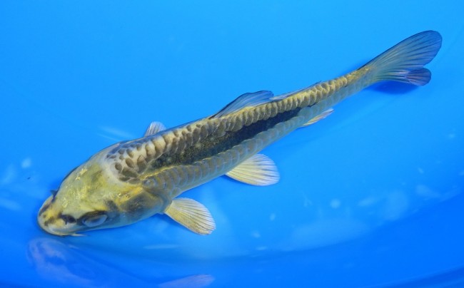 大鱗 金兜 15cm 錦屋養鯉場 大鱗 金兜 15cm 玉サバ福だるま 錦鯉販売 通信販売 錦屋養鯉場