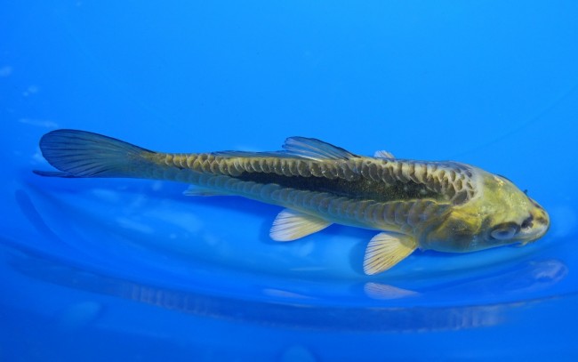 大鱗 金兜 15cm 錦屋養鯉場 大鱗 金兜 15cm 玉サバ福だるま 錦鯉販売 通信販売 錦屋養鯉場