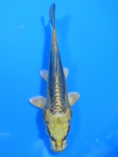 大鱗 金兜 15cm 錦屋養鯉場 大鱗 金兜 15cm 玉サバ福だるま 錦鯉販売 通信販売 錦屋養鯉場