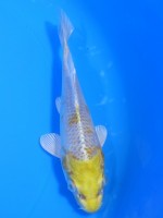 　金銀はりわけ黄金　13cm　