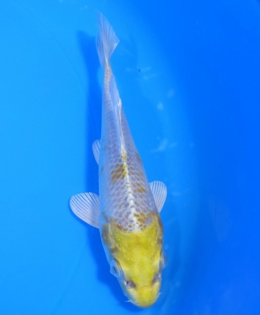 錦屋養鯉場　金銀はりわけ黄金　13cm　錦鯉　金魚　通信販売　錦屋養鯉場