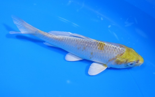 錦屋養鯉場　金銀はりわけ黄金　13cm　錦鯉　金魚　通信販売　錦屋養鯉場