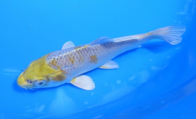錦屋養鯉場　金銀はりわけ黄金　13cm　錦鯉　金魚　通信販売　錦屋養鯉場