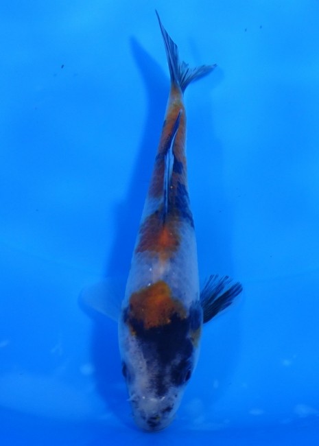 昭和三色 12cm 錦屋養鯉場 昭和三色 12cm 金魚販売 錦鯉販売 通信販売 錦屋養鯉