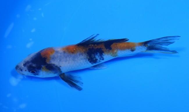 昭和三色 12cm 錦屋養鯉場 昭和三色 12cm 金魚販売 錦鯉販売 通信販売 錦屋養鯉