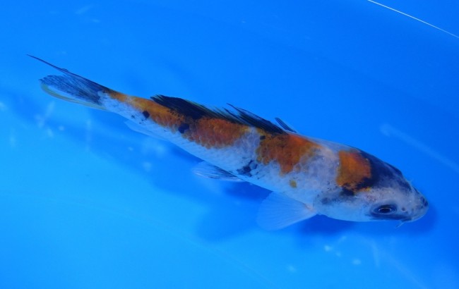 昭和三色 12cm 錦屋養鯉場 昭和三色 12cm 金魚販売 錦鯉販売 通信販売 錦屋養鯉