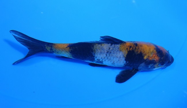 錦屋養鯉場 　昭和三色　12cm　金魚販売　錦鯉販売　通信販売　錦屋養鯉場