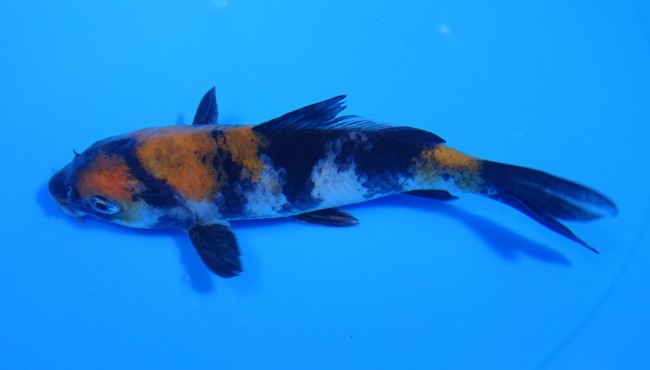 錦屋養鯉場 　昭和三色　12cm　金魚販売　錦鯉販売　通信販売　錦屋養鯉場