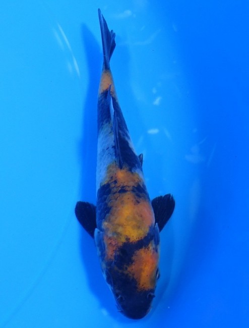 錦屋養鯉場 　昭和三色　12cm　金魚販売　錦鯉販売　通信販売　錦屋養鯉場