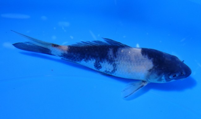 錦屋養鯉場　白写り　11cm　錦鯉販売　通信販売　錦鯉養鯉