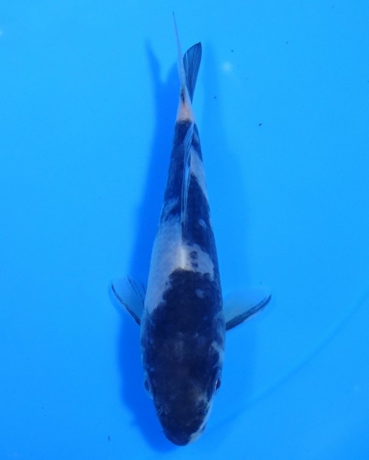 錦屋養鯉場　白写り　11cm　錦鯉販売　通信販売　錦鯉養鯉