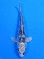  　パール銀鱗 紅白　12cm　 