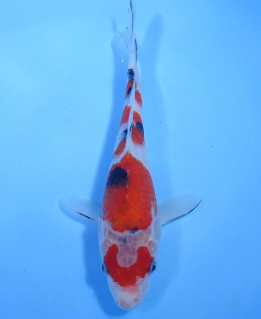 大正三色 23cm 錦屋養鯉場 大正三色 23cm 錦鯉販売 通信販売 錦屋養鯉場