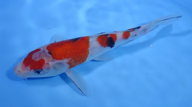 大正三色 23cm 錦屋養鯉場 大正三色 23cm 錦鯉販売 通信販売 錦屋養鯉場