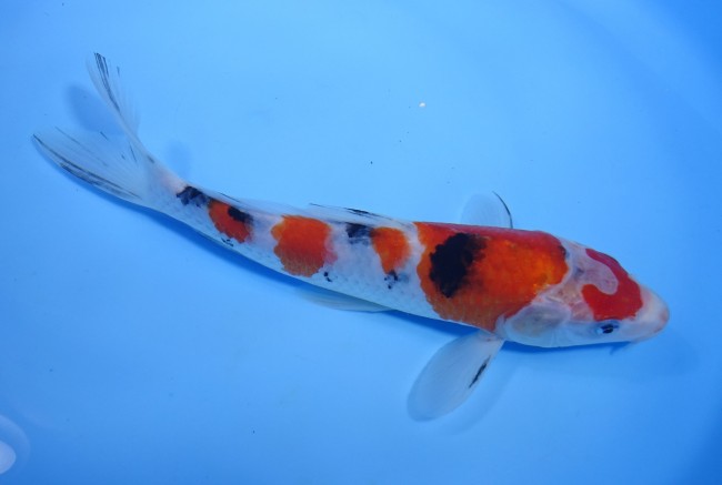 大正三色 23cm 錦屋養鯉場 大正三色 23cm 錦鯉販売 通信販売 錦屋養鯉場