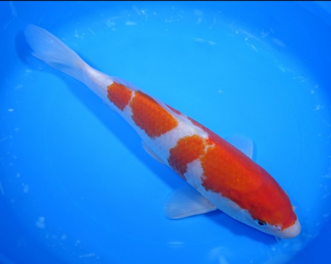 錦屋養鯉場 　紅白　31cm　 錦鯉販売　通信販売　錦屋養鯉場