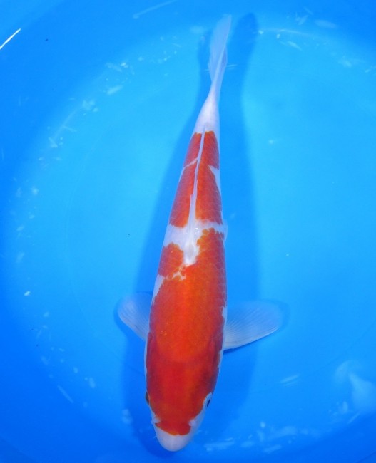 錦屋養鯉場 　紅白　31cm　 錦鯉販売　通信販売　錦屋養鯉場