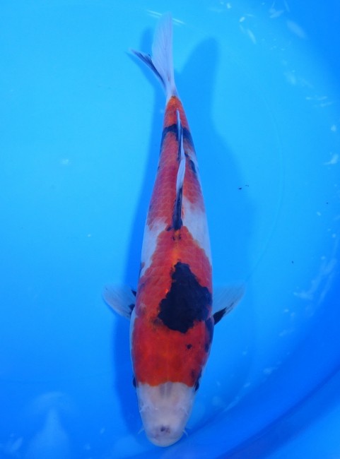 昭和三色 24cm 錦屋養鯉場 昭和三色 24cm 金魚販売 錦鯉販売 通信販売 錦屋養鯉場