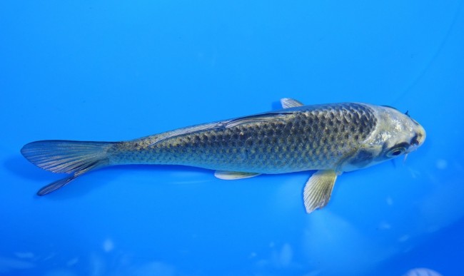 錦屋養鯉場 　むかし黄金　12cm 　錦屋養鯉場 　錦鯉販売　通信販売