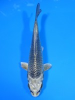  　むかし黄金　15cm 　