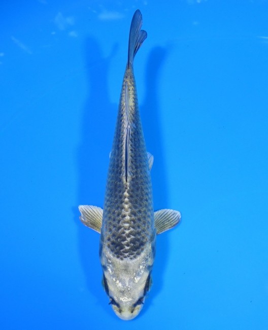 錦屋養鯉場 　むかし黄金　12cm 　錦屋養鯉場 　錦鯉販売　通信販売