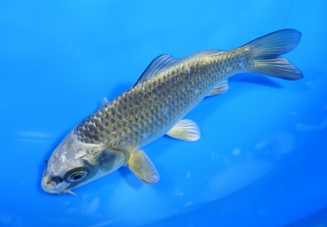 錦屋養鯉場 　むかし黄金　12cm 　錦屋養鯉場 　錦鯉販売　通信販売