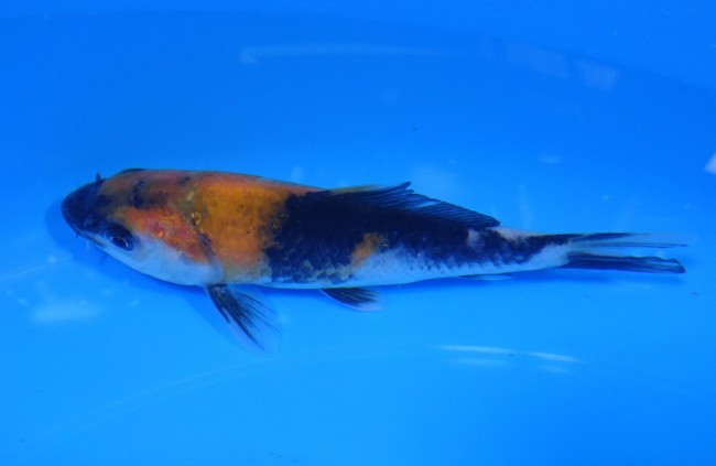 錦屋養鯉場 　昭和三色　11cm　金魚販売　錦鯉販売　通信販売　錦屋養鯉場