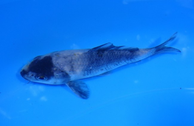 錦屋養鯉場　白写り　11cm　錦鯉販売　通信販売　錦鯉養鯉