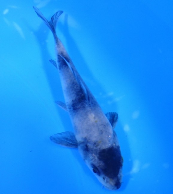 錦屋養鯉場　白写り　11cm　錦鯉販売　通信販売　錦鯉養鯉