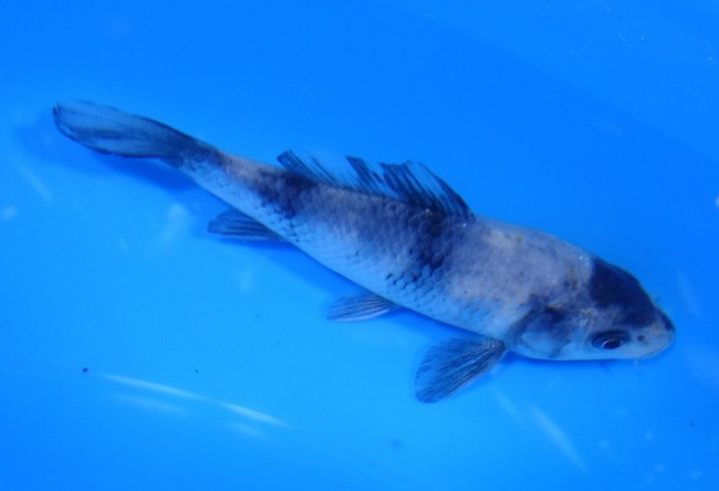 錦屋養鯉場　白写り　11cm　錦鯉販売　通信販売　錦鯉養鯉