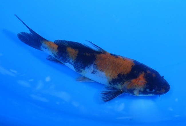 昭和三色 11cm 錦屋養鯉場 昭和三色 11cm 金魚販売 錦鯉販売 通信販売 錦屋養鯉場