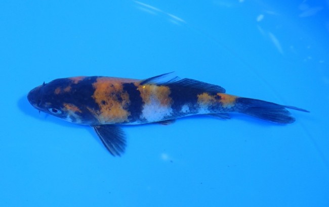 昭和三色 11cm 錦屋養鯉場 昭和三色 11cm 金魚販売 錦鯉販売 通信販売 錦屋養鯉場