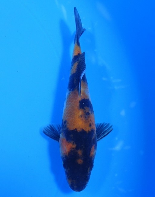 昭和三色 11cm 錦屋養鯉場 昭和三色 11cm 金魚販売 錦鯉販売 通信販売 錦屋養鯉場