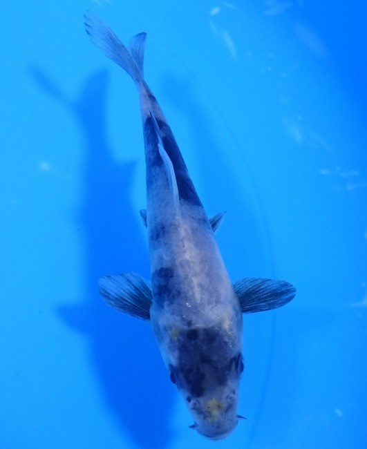 錦屋養鯉場 　白写り　11cm　金魚販売　錦鯉販売　通信販売　錦屋養鯉場