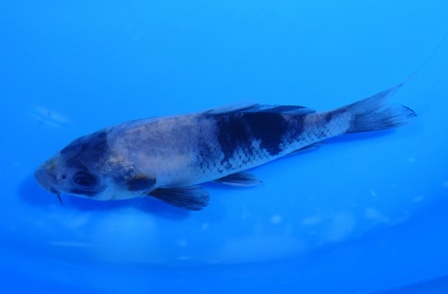 錦屋養鯉場 　白写り　11cm　金魚販売　錦鯉販売　通信販売　錦屋養鯉場