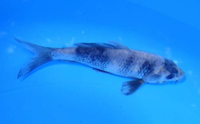 錦屋養鯉場 　白写り　11cm　金魚販売　錦鯉販売　通信販売　錦屋養鯉場