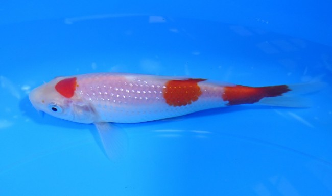 錦屋養鯉場 　パール銀鱗 紅白　14cm　 錦鯉販売　通信販売　錦屋養鯉場