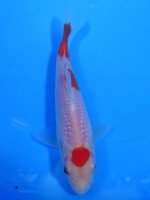  　パール銀鱗 紅白　14cm　