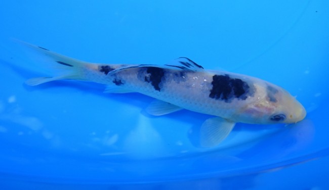 錦屋養鯉場 　 白べっ甲　14cm 　 錦鯉　通信販売　錦屋養鯉場