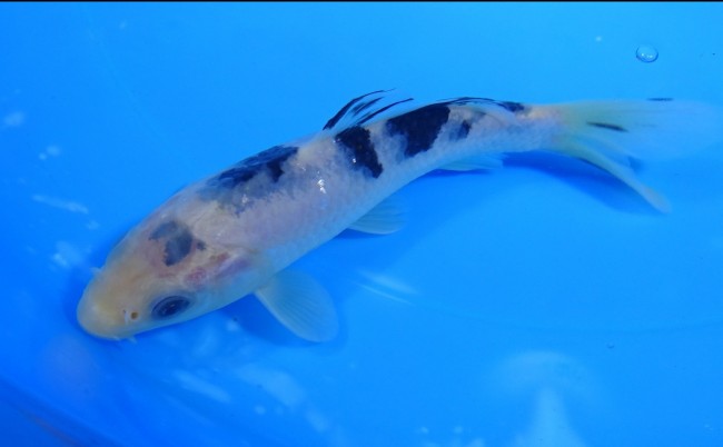 錦屋養鯉場 　 白べっ甲　14cm 　 錦鯉　通信販売　錦屋養鯉場