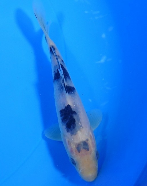 錦屋養鯉場 　 白べっ甲　14cm 　 錦鯉　通信販売　錦屋養鯉場