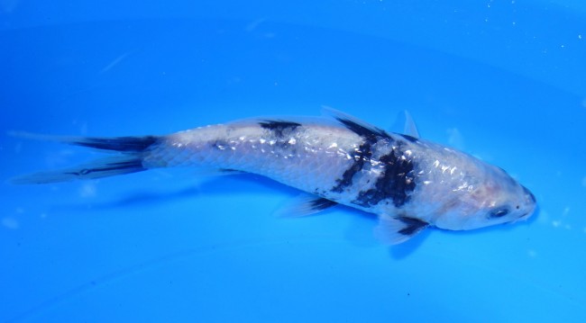 錦屋養鯉場 　ダイヤ銀鱗 白写り　15cm　 錦鯉販売　通信販売　錦屋養鯉場