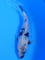 　ダイヤ銀鱗 白写り　15cm　 