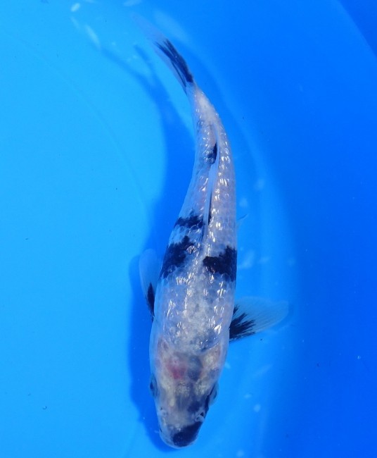 錦屋養鯉場 　ダイヤ銀鱗 白写り　15cm　 錦鯉販売　通信販売　錦屋養鯉場