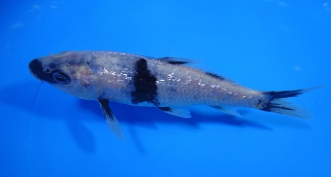 錦屋養鯉場 　ダイヤ銀鱗 白写り　15cm　 錦鯉販売　通信販売　錦屋養鯉場