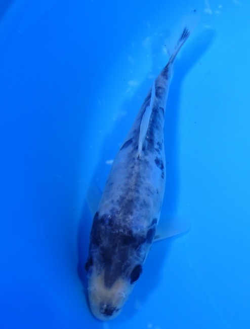 錦屋養鯉場　九紋龍　16cm　錦鯉販売　 金魚販売　通信販売　錦屋養鯉場