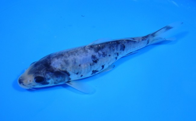 錦屋養鯉場　九紋龍　16cm　錦鯉販売　 金魚販売　通信販売　錦屋養鯉場