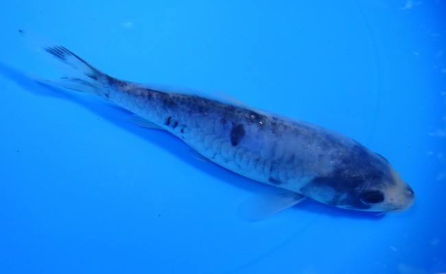 錦屋養鯉場　九紋龍　16cm　錦鯉販売　 金魚販売　通信販売　錦屋養鯉場