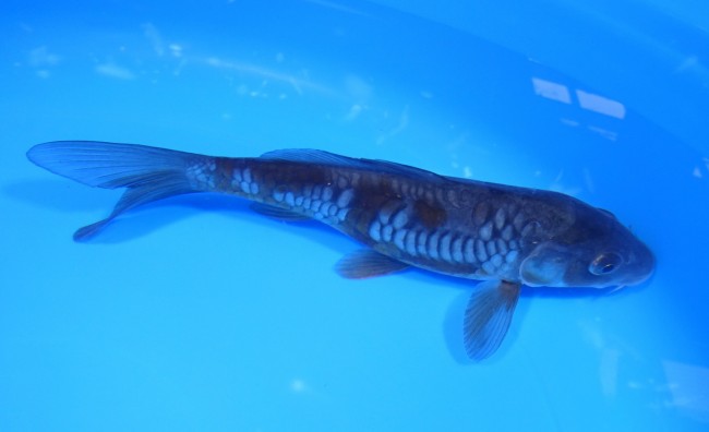 大鱗 落ち葉しぐれ 17cm 錦屋養鯉場 大鱗 落ち葉しぐれ 17cm 錦鯉販売 通信販売 錦屋養鯉場